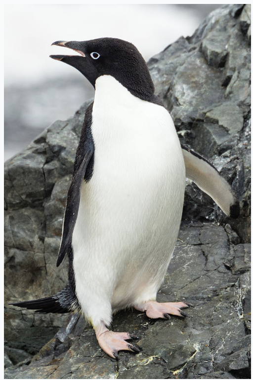 An image of an Adelie penguin.